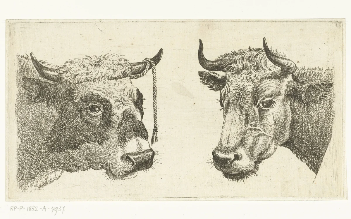 Kop van stier met touw aan horen en kop van koe by Cornelis Bisschop, print, 1777-1829