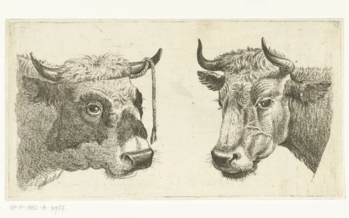 Kop van stier met touw aan horen en kop van koe by Cornelis Bisschop, print, 1777-1829