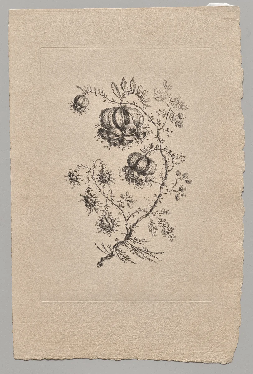 Persian Flowers by Jean Baptiste Pillement, print, 1755