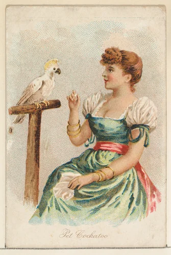Pet Cockatoo, from the Household Pets series (N194) issued by Wm. S. Kimball & Co. by William S. Kimball & Company, print, 1891