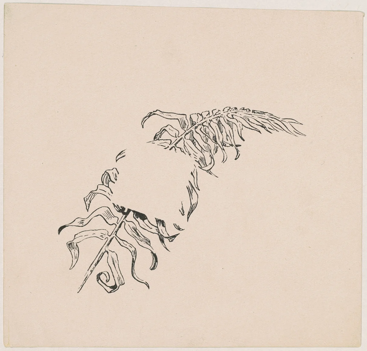 Branch by James Henry Moser, print, 1892