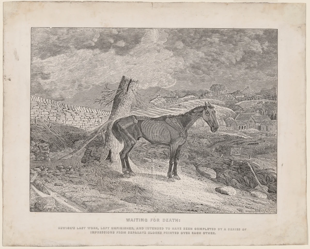 Waiting for Death by Thomas Bewick, print, 1828