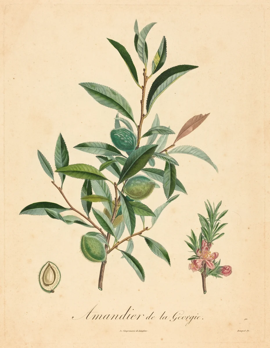 Amandier de la Georgie by A. Poiteau, print, 1800-1899