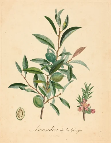 Amandier de la Georgie by A. Poiteau, print, 1800-1899