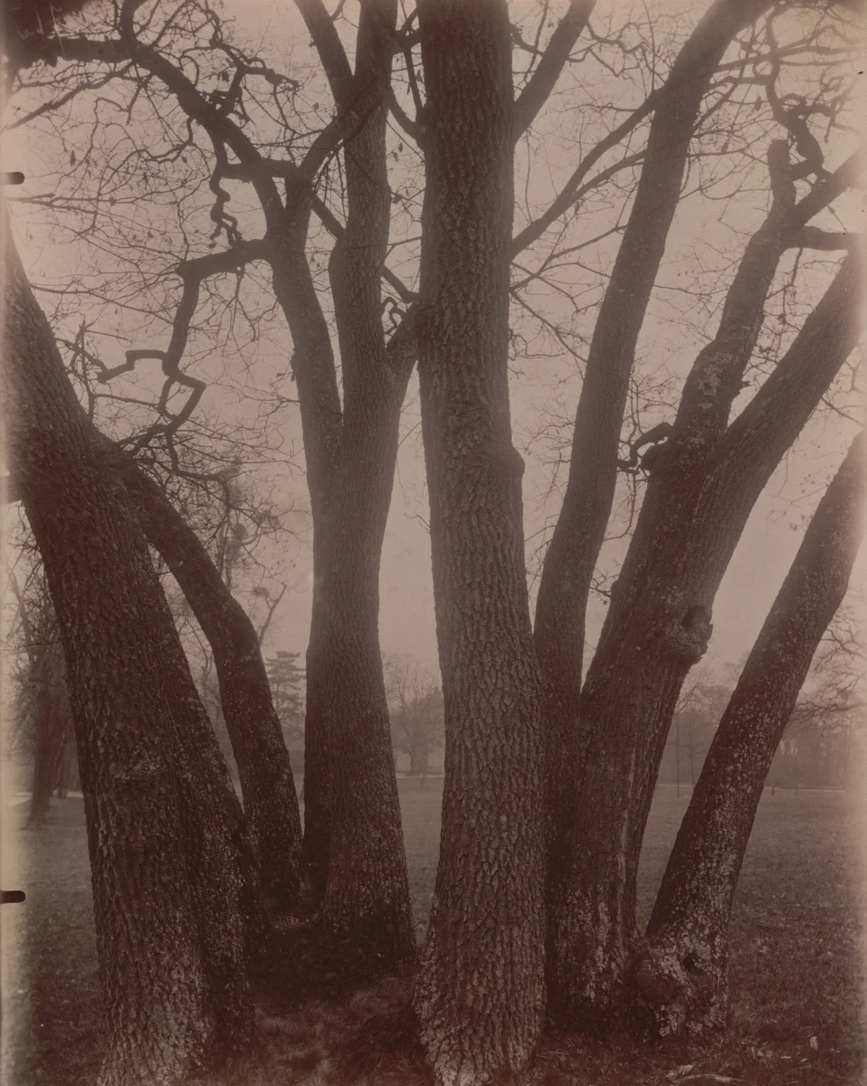 Bagatelle by Eugène Atget, photograph, 1910