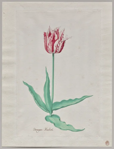 Study of a Tulip (Perregoen Machieu) by Pieter Holsteyn, drawing, 1640-1650