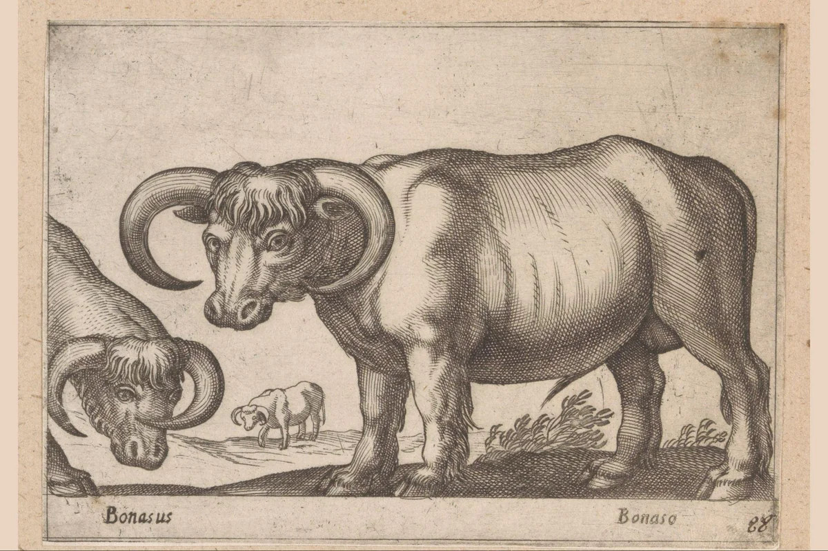 Runderen by Antonio Tempesta, print, 1565-1630
