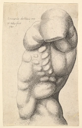 Male torso from neck to hip in profile to left by Wenceslaus Hollar, print, 1645