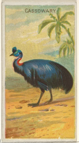 Cassowary, from the Birds of the Tropics series (N5) for Allen & Ginter Cigarettes Brands by Allen & Ginter, print, 1889