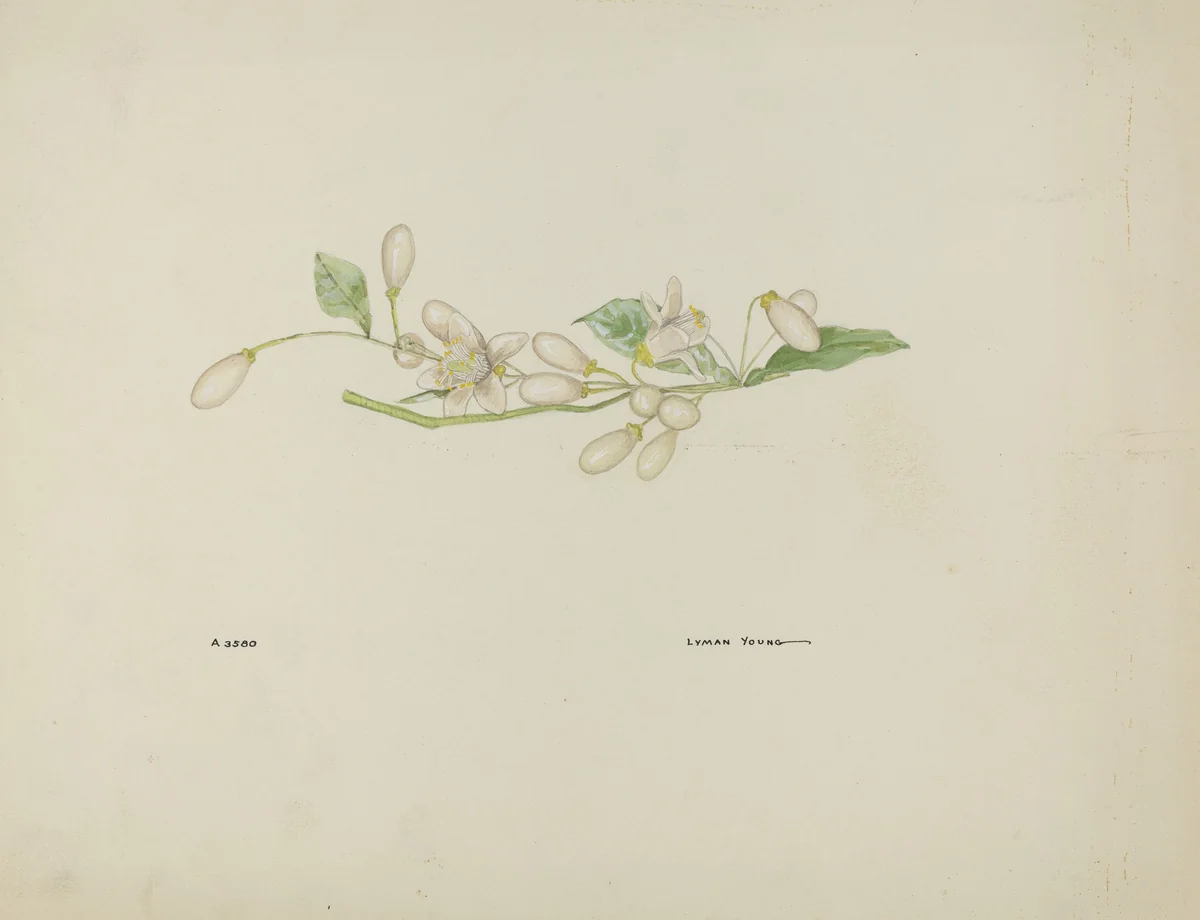 Costume Accessory (Orange Blossoms) by Lyman Young, index of american design, 1937