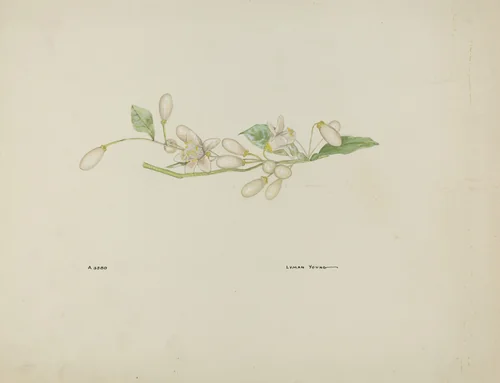 Costume Accessory (Orange Blossoms) by Lyman Young, index of american design, 1937