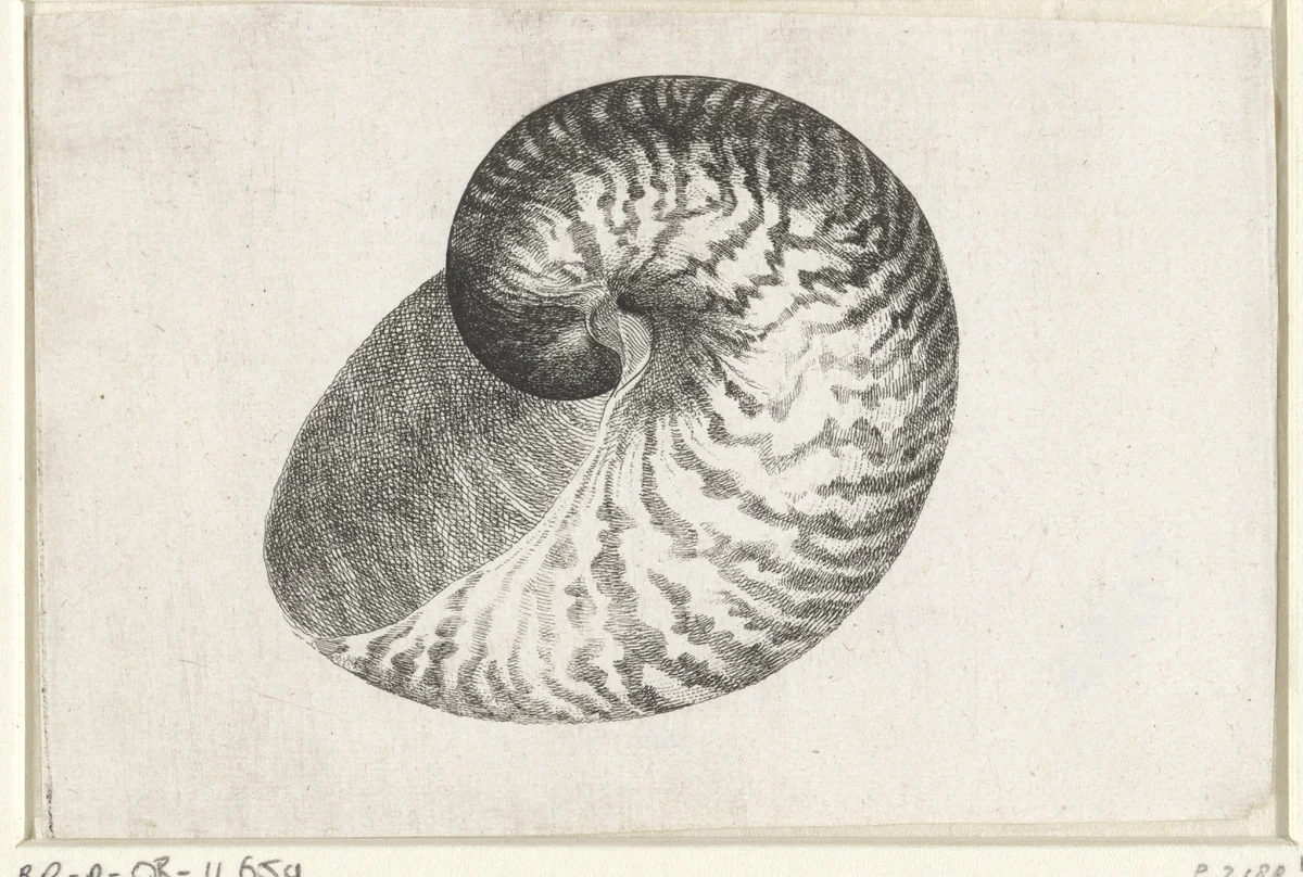 Schelp, nautilus pompilius by Wenceslaus Hollar, print, 1644-1652