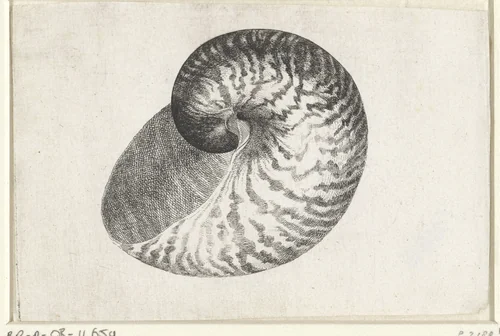 Schelp, nautilus pompilius by Wenceslaus Hollar, print, 1644-1652