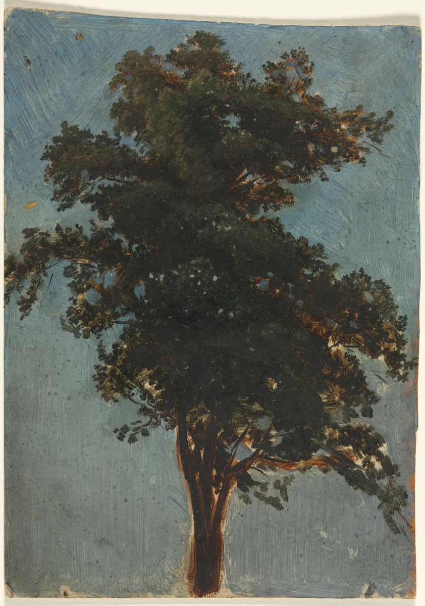 Tree Study by Alexandre Calame, drawing, 1825-1864