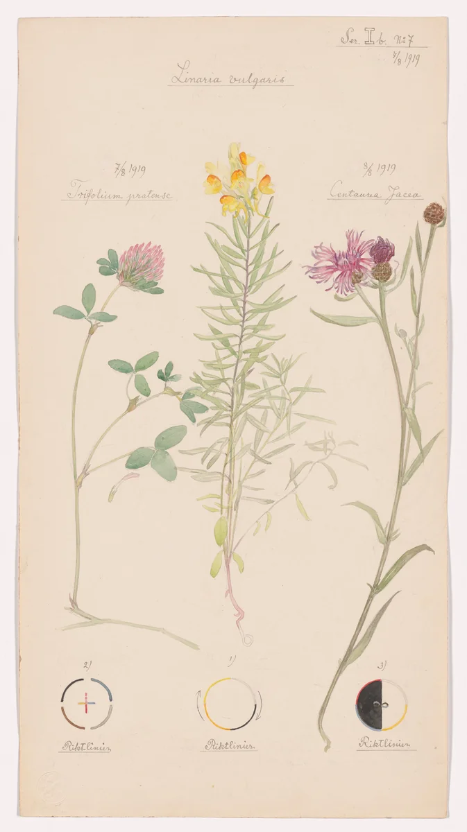 Linaria vulgaris (Yellow Toadflax), Trifolium pratense (Red Clover), Centaurea jacea (Brownray Knapweed). Sheet 24 from the portfolio Nature Studies by Hilma af Klint, drawing, 1919