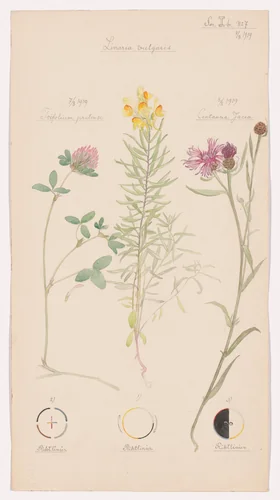 Linaria vulgaris (Yellow Toadflax), Trifolium pratense (Red Clover), Centaurea jacea (Brownray Knapweed). Sheet 24 from the portfolio Nature Studies by Hilma af Klint, drawing, 1919