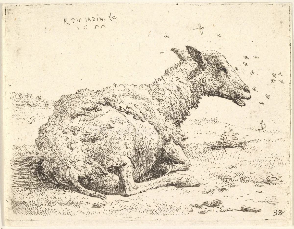 Partially shorn sheep lying in the grass with insects hovering around its head by Karel Dujardin, print, 1655