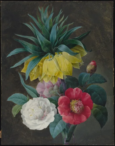 Four Peonies and a Crown Imperial by Pierre Joseph Redouté, drawing, 1759-1840