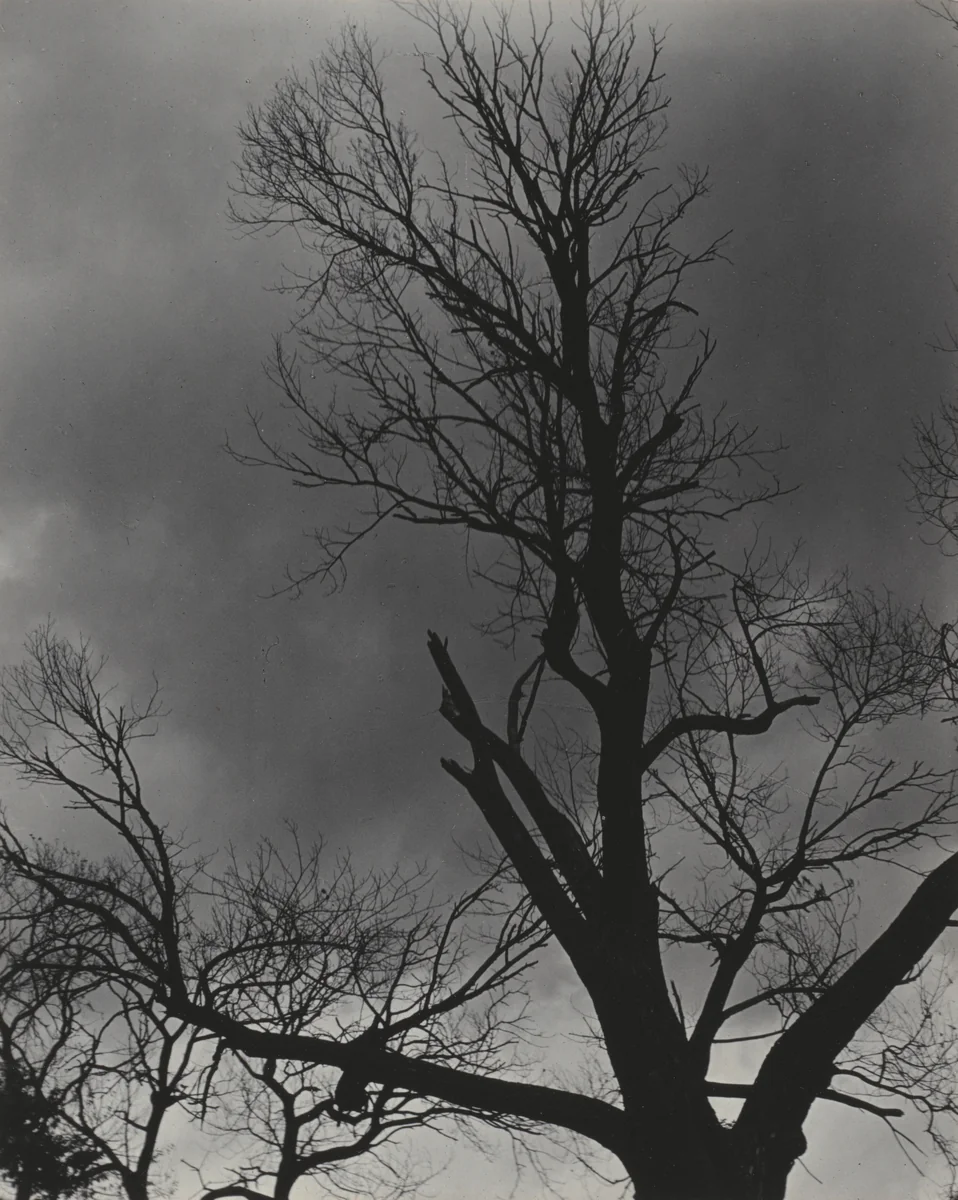 Tree Set 1 by Alfred Stieglitz, photograph, 1924
