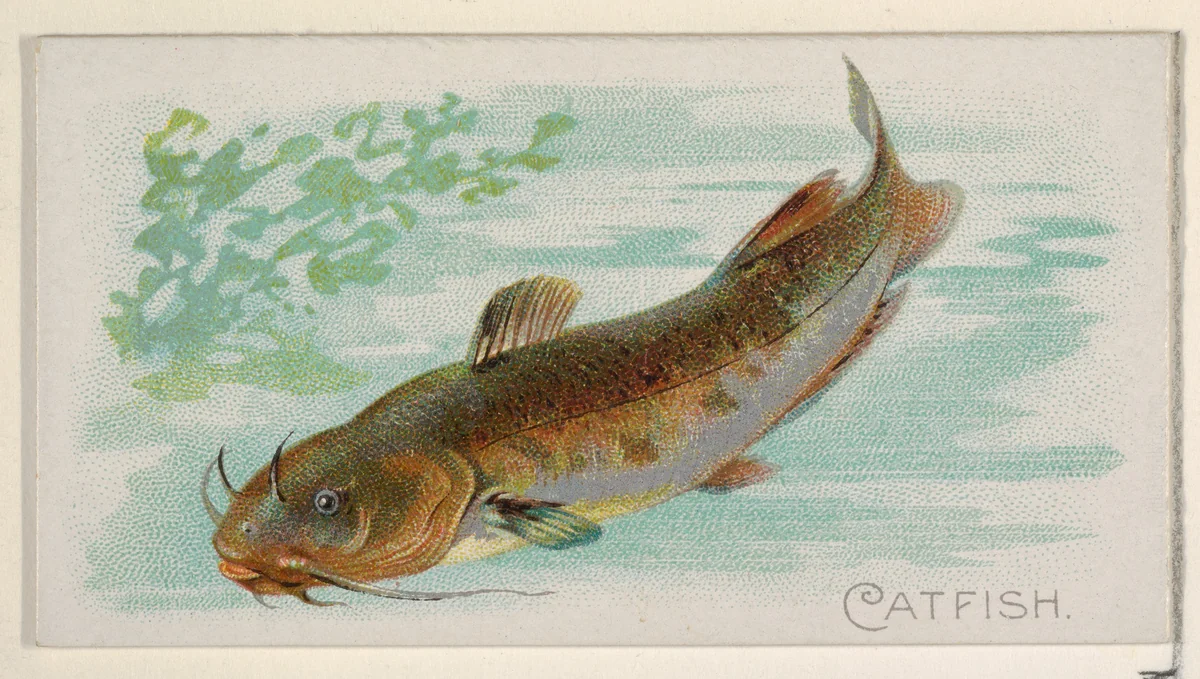 Catfish, from the Fish from American Waters series (N8) for Allen & Ginter Cigarettes Brands by Allen & Ginter, print, 1889