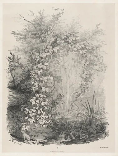 Plants and Ivies by a Stream by Eugène Bléry, print, 1848-1849