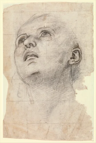 Study of the Head of a Youth Gazing Upward by Pietro di Cristoforo Vannucci, drawing, 1471-1525