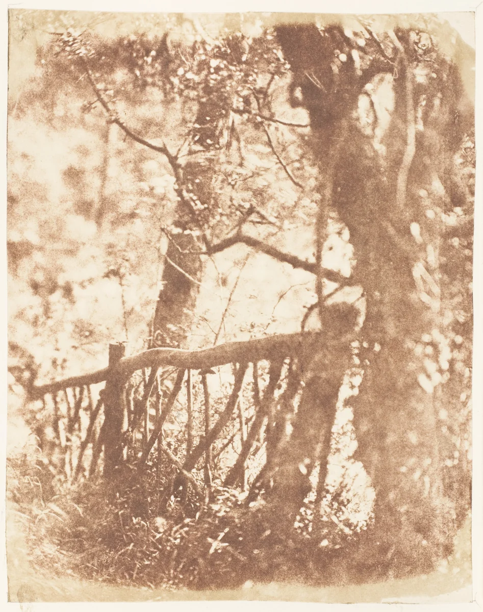 Tree at Colinton by Hill and Adamson, photograph, 1843-1847