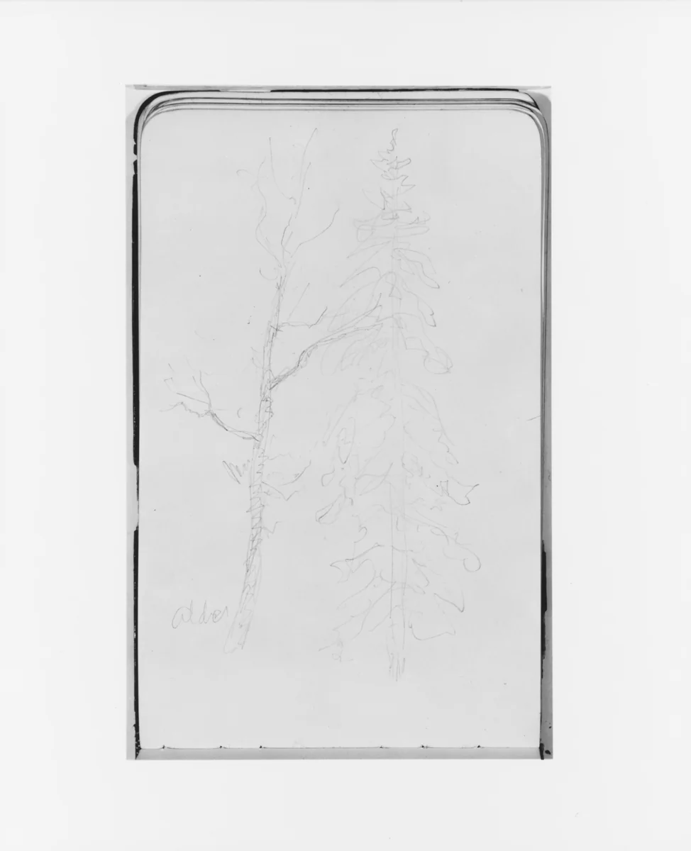 Alder and Evergreen (from Sketchbook) by Albert Bierstadt, artwork, 1890