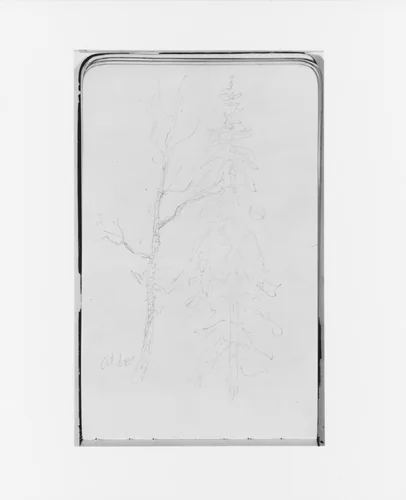 Alder and Evergreen (from Sketchbook) by Albert Bierstadt, artwork, 1890