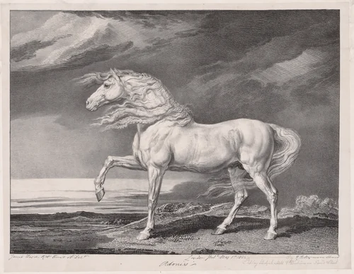 Fourteen Celebrated Horses: Adonis by James Ward, print, 1824