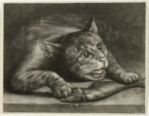 Kat met een vis by Wallerant Vaillant, print, 1658-1677