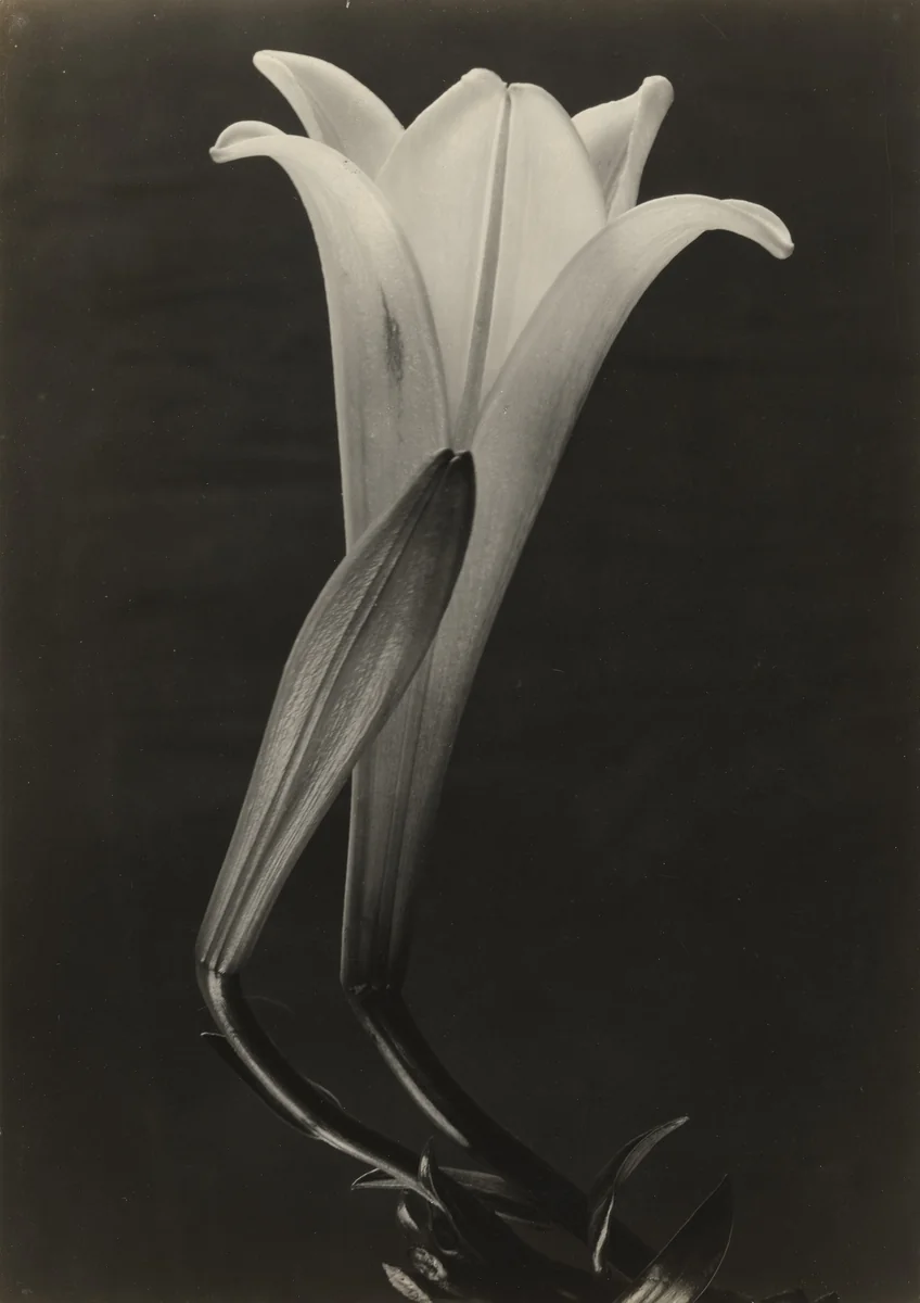 Easter Lily and Bud by Tina Modotti, photograph, 1925