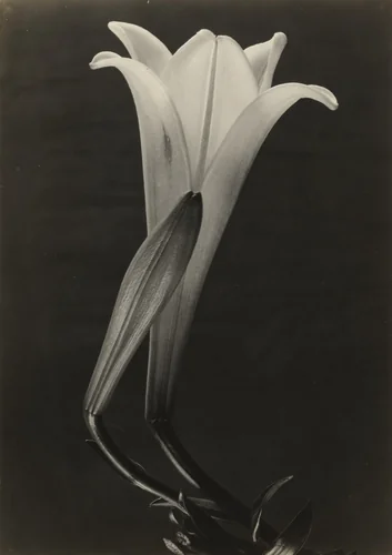Easter Lily and Bud by Tina Modotti, photograph, 1925
