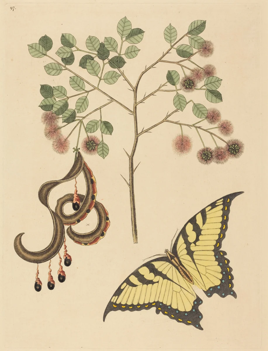 Cat's Claw (Mimosa circinalis) by Mark Catesby, print, 1731-1743