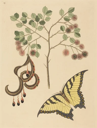 Cat's Claw (Mimosa circinalis) by Mark Catesby, print, 1731-1743