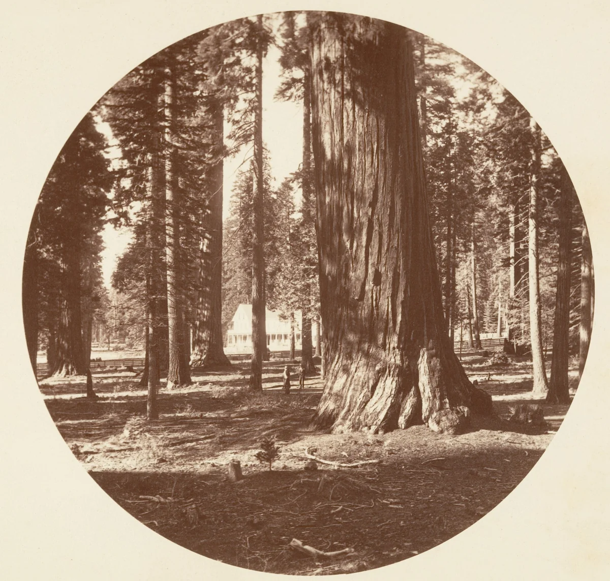 The Mammoth Grove Hotel from the Grove - Calaveras by Carleton E. Watkins, photograph, 1876-1880