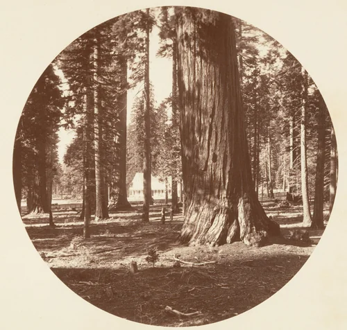 The Mammoth Grove Hotel from the Grove - Calaveras by Carleton E. Watkins, photograph, 1876-1880