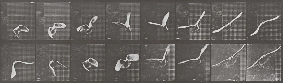 Plate Number 761. Cockatoo flying by Eadweard Muybridge, photograph, 1887
