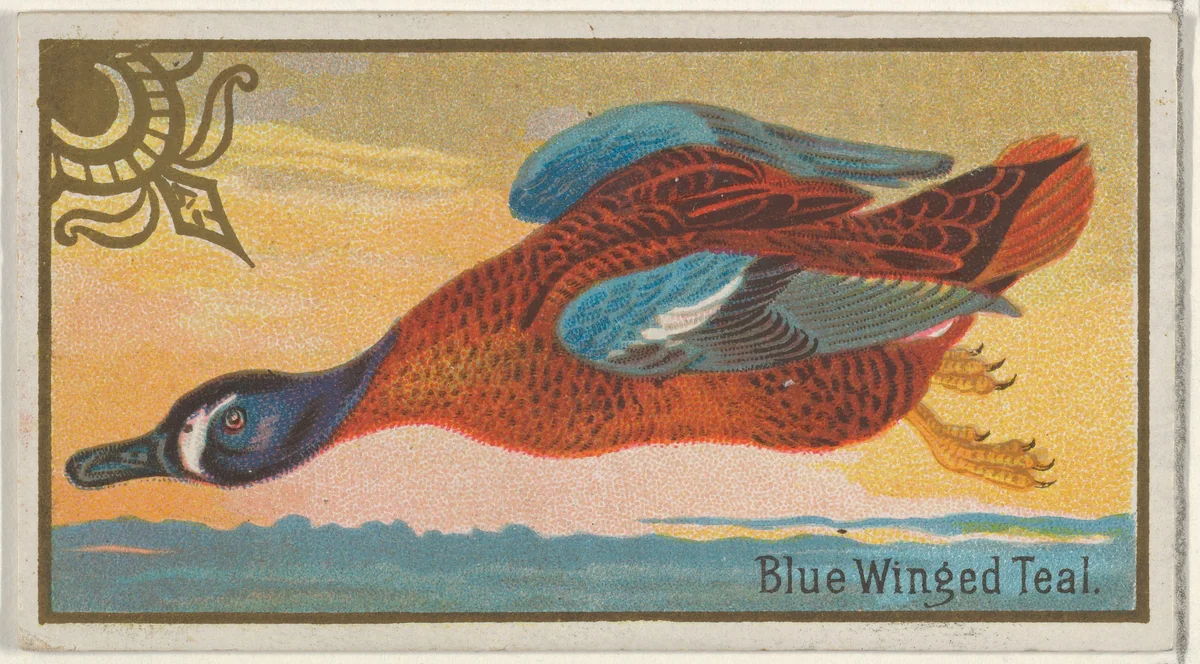 Blue Winged Teal, from the Game Birds series (N13) for Allen & Ginter Cigarettes Brands by Allen & Ginter, print, 1889