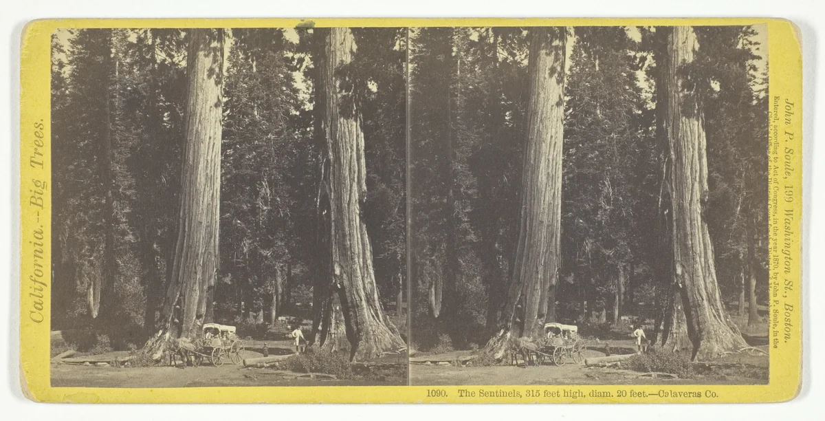 The Sentinels, 315 feet high, diam. 20 feet - Calaveras County, No. 1090 from the series "California -- Big Trees" by John P. Soule, photograph, 1870