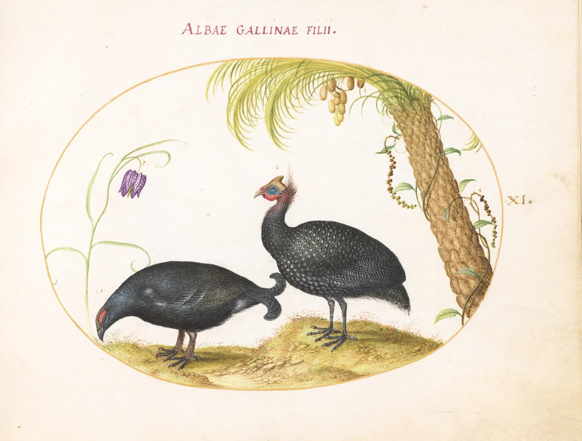 Plate 11: A Caucasian Grouse and a Helmeted Guineafowl by Joris Hoefnagel, drawing, 1570-1599