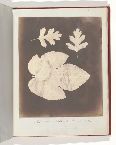 1. Foglia di Fico. 2. Foglia di Spino bianco, ossia Crataegus by William Henry Fox Talbot, photograph, 1839-1840
