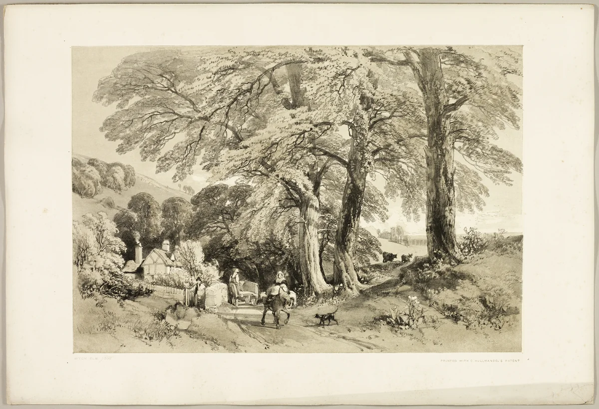 Wych Elm, from The Park and the Forest by James Duffield Harding, print, 1841