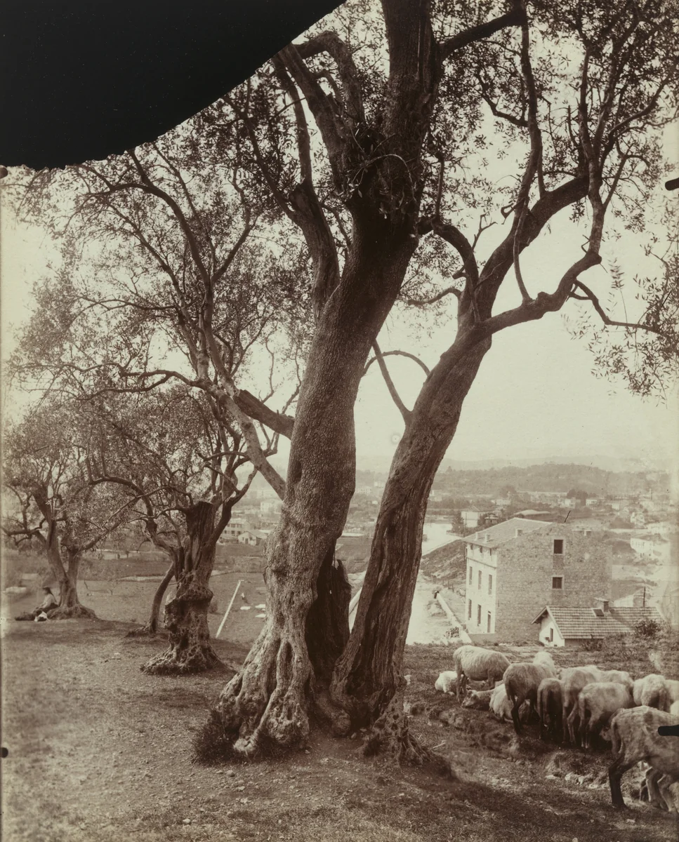 Olivier (Nice) by Eugène Atget, photograph, 1900