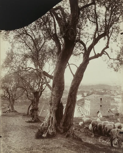 Olivier (Nice) by Eugène Atget, photograph, 1900