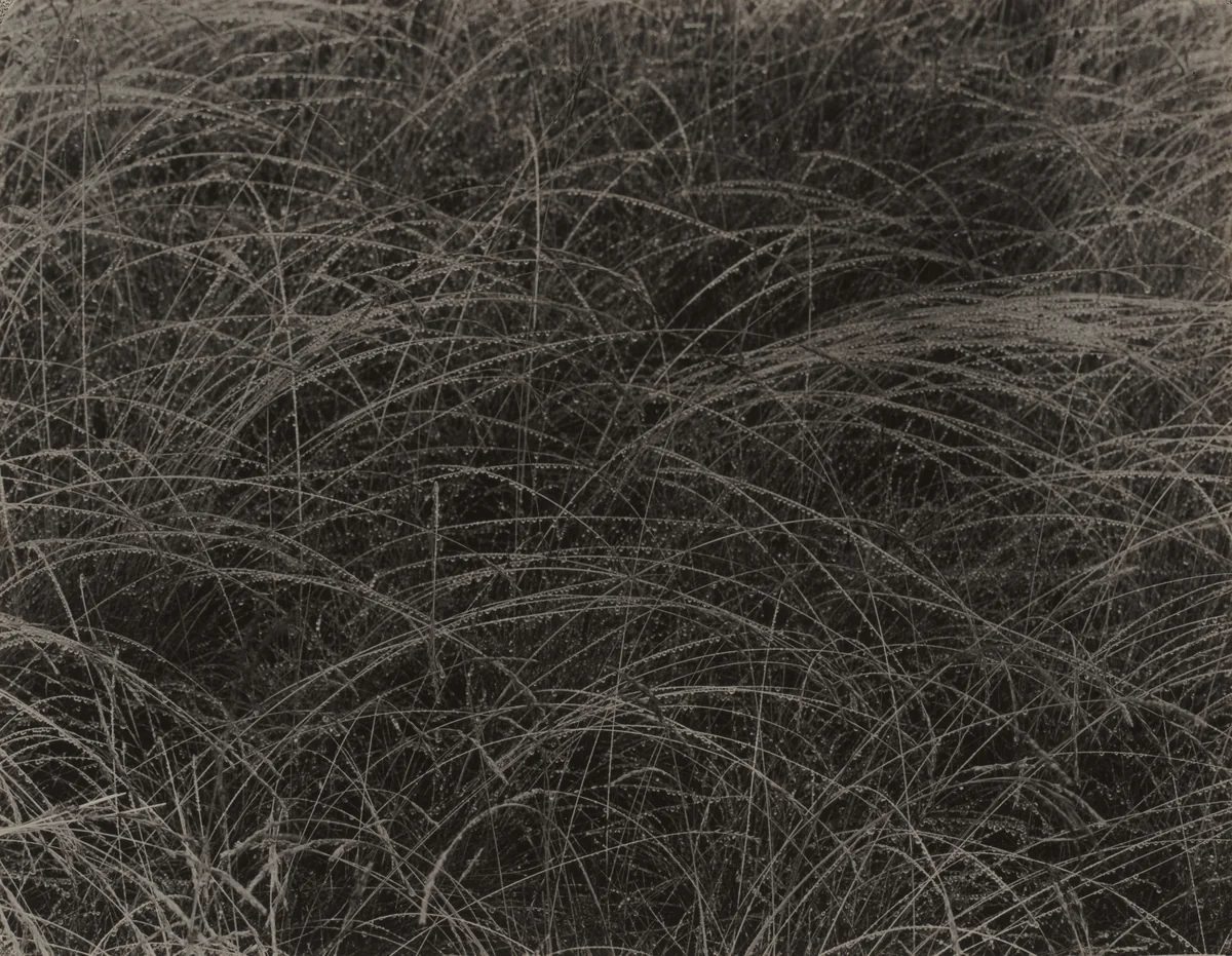 Rain Drops by Alfred Stieglitz, photograph, 1927