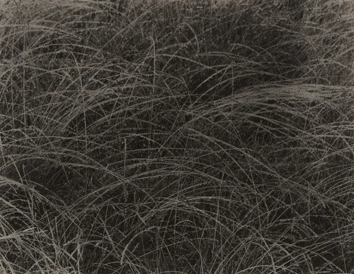 Rain Drops by Alfred Stieglitz, photograph, 1927