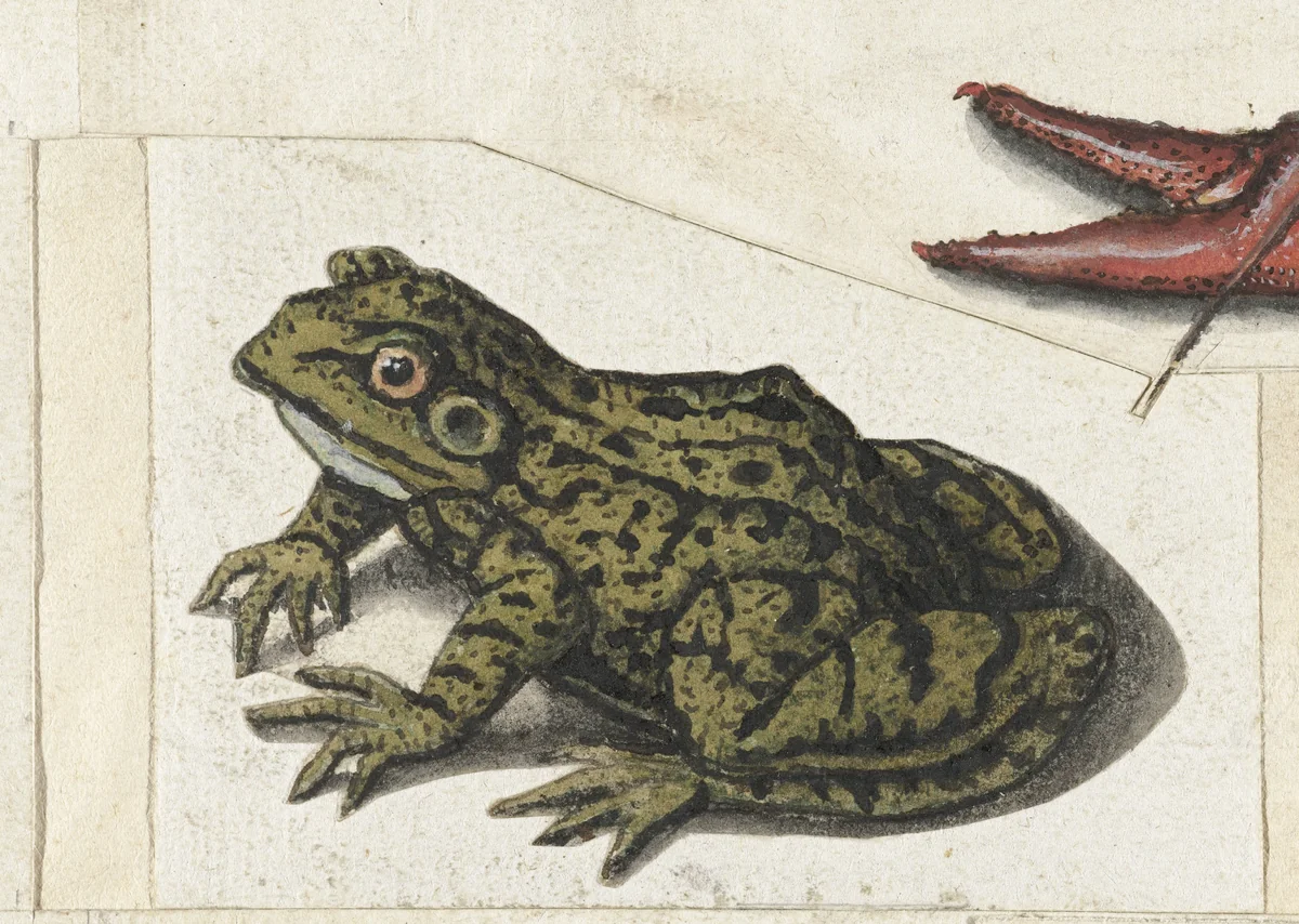 Kikker by anonymous, drawing, 1560-1585