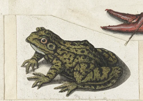 Kikker by anonymous, drawing, 1560-1585