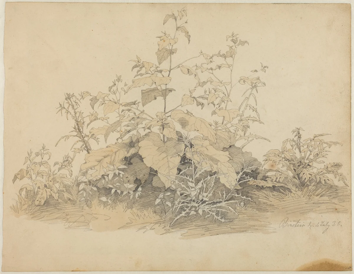 Wild Plants near Birstein by Johann Christian Heerdt, drawing, 1835